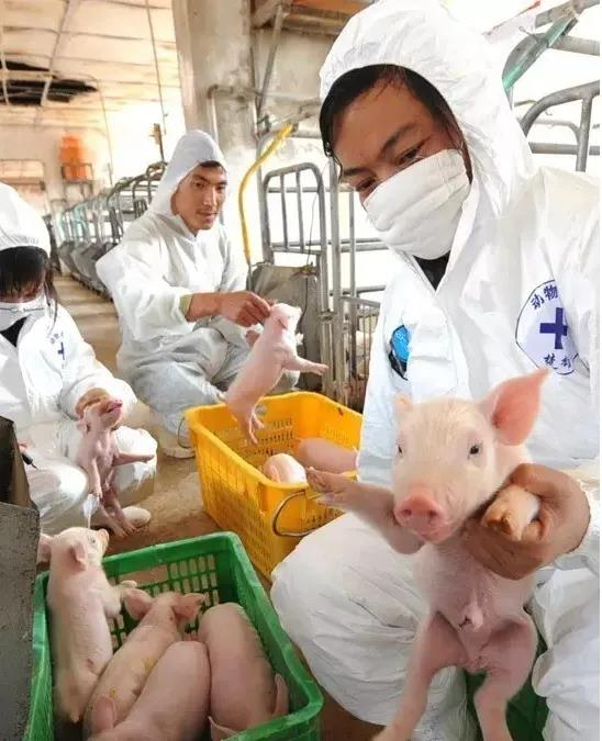 普旺生物 仔豬補鐵